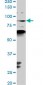PCAF Antibody (monoclonal) (M02)